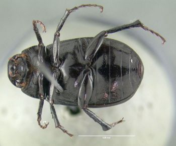 Media type: image;   Entomology 611422 Aspect: habitus ventral view